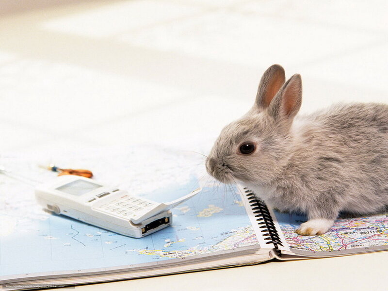 rabbit on map with phone