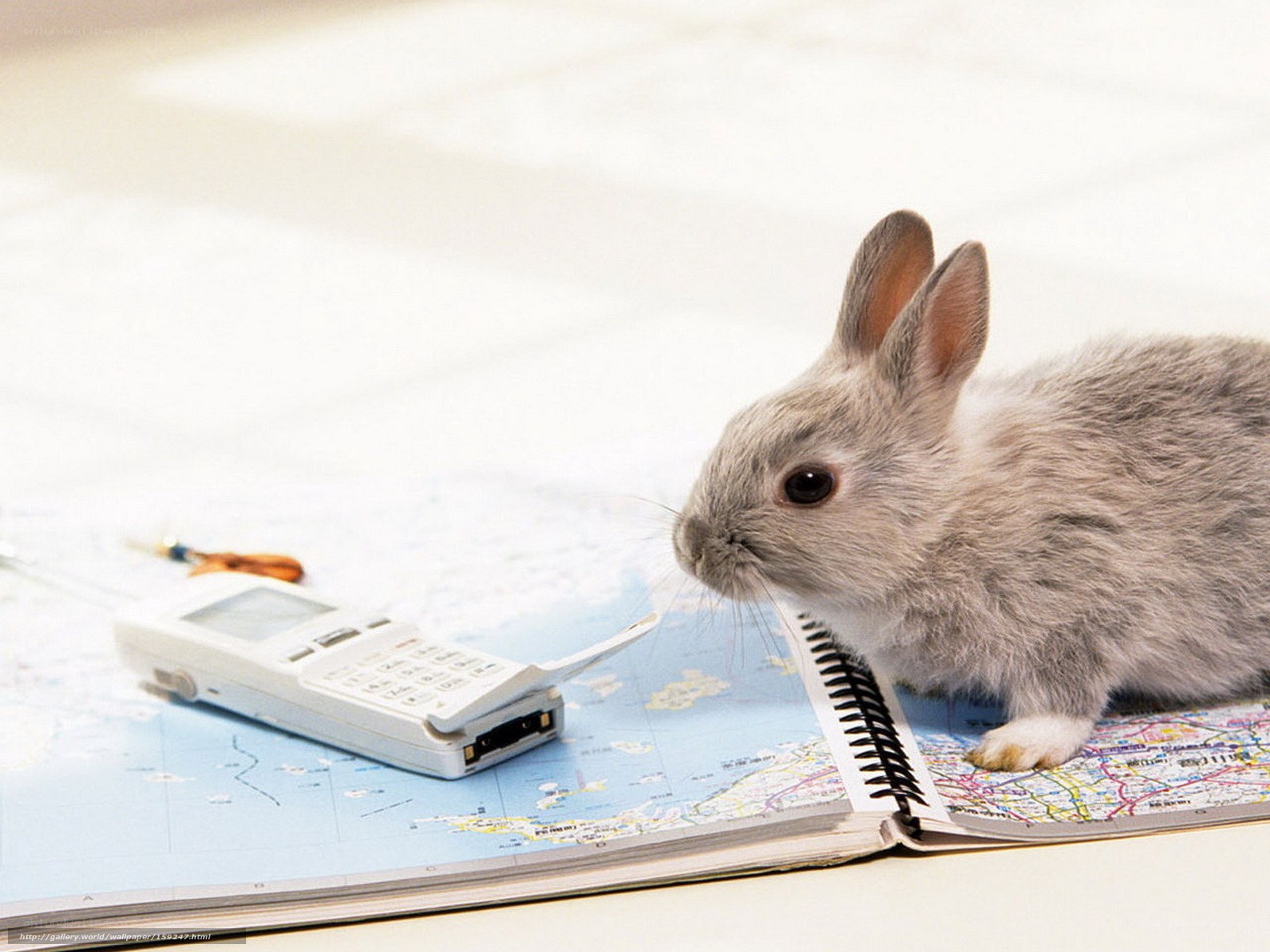 rabbit on map with phone