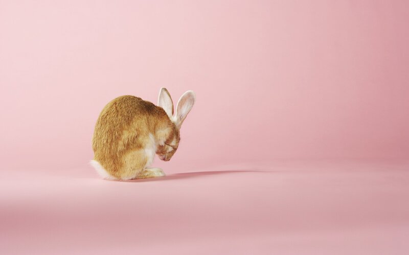 rabbit on pink background