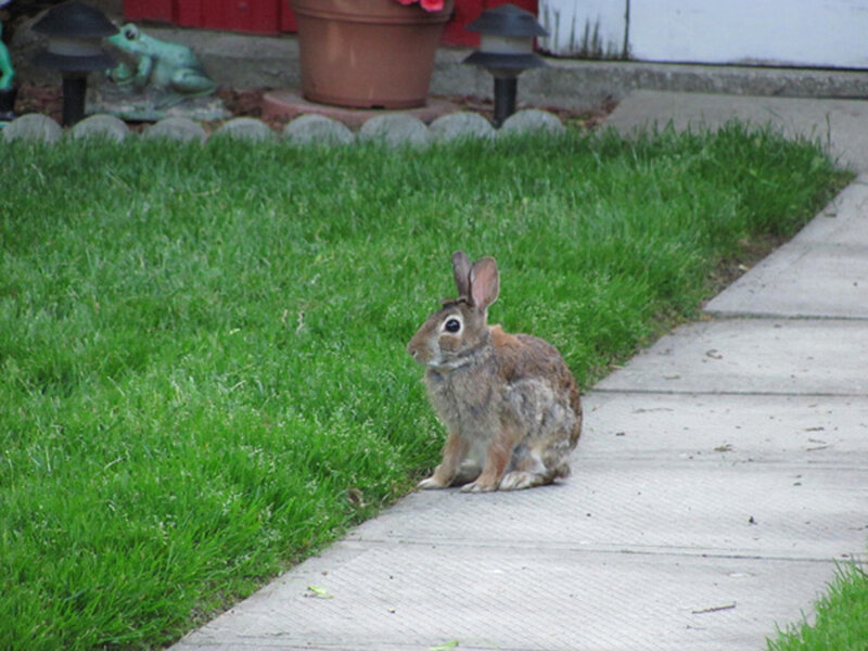 Rabbit on Sidewalk