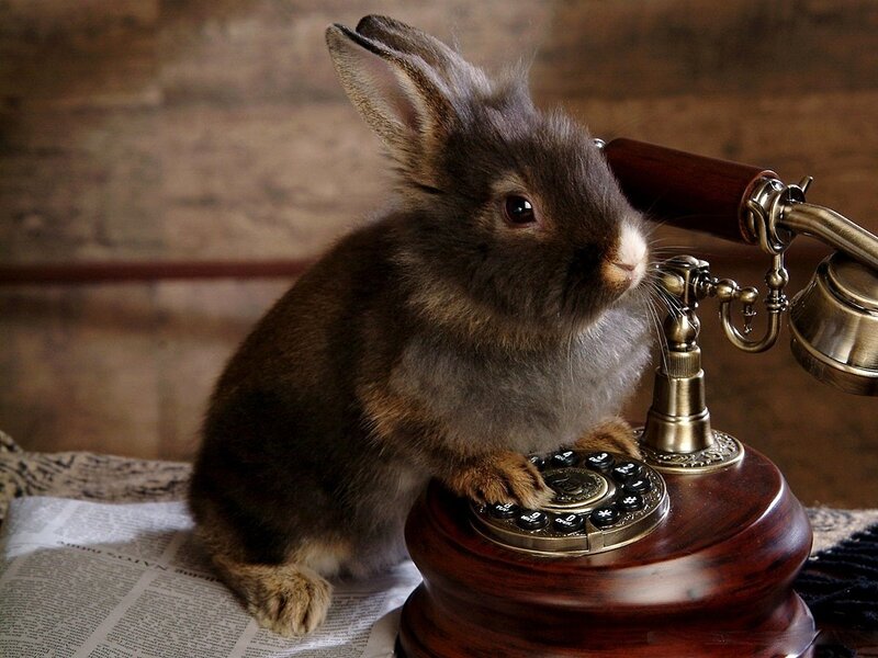rabbit on vintage telephone