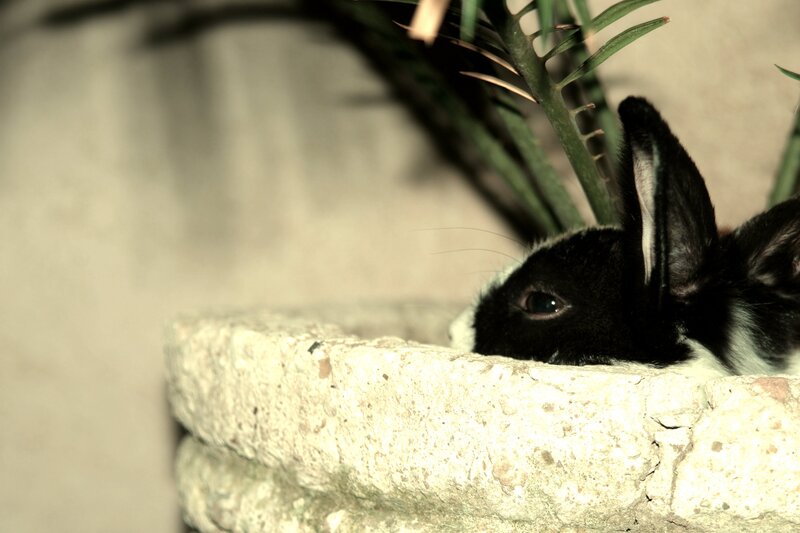 rabbit peeking from planter