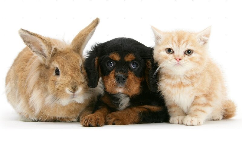 Rabbit Puppy Kitten