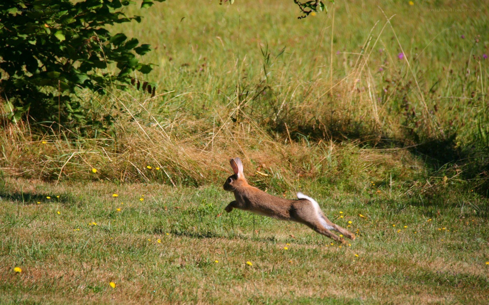 rabbit running in a field