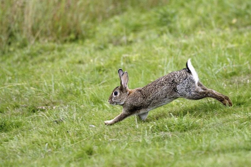 Rabbit Running in Grass