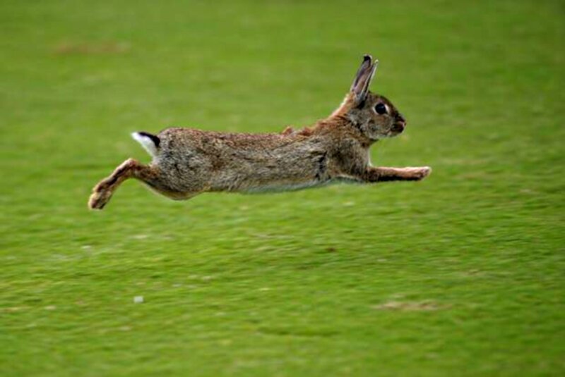 Rabbit Running on Grass