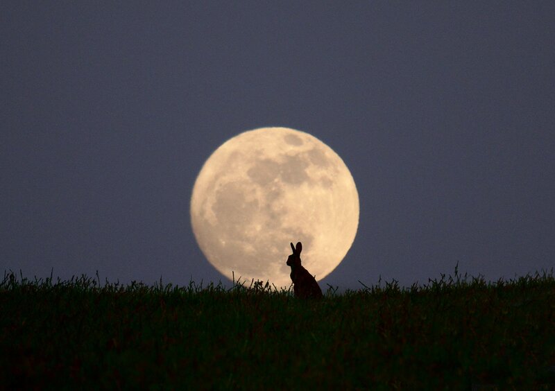 Rabbit Silhouette