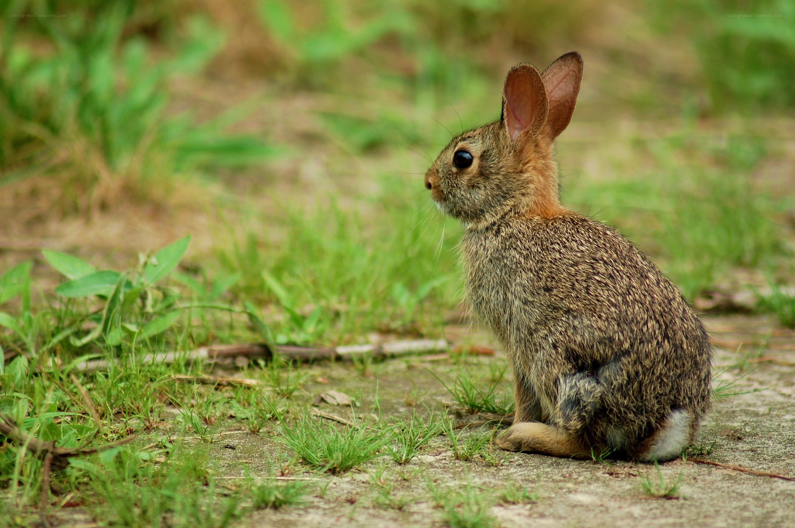 rabbit sitting in grass
