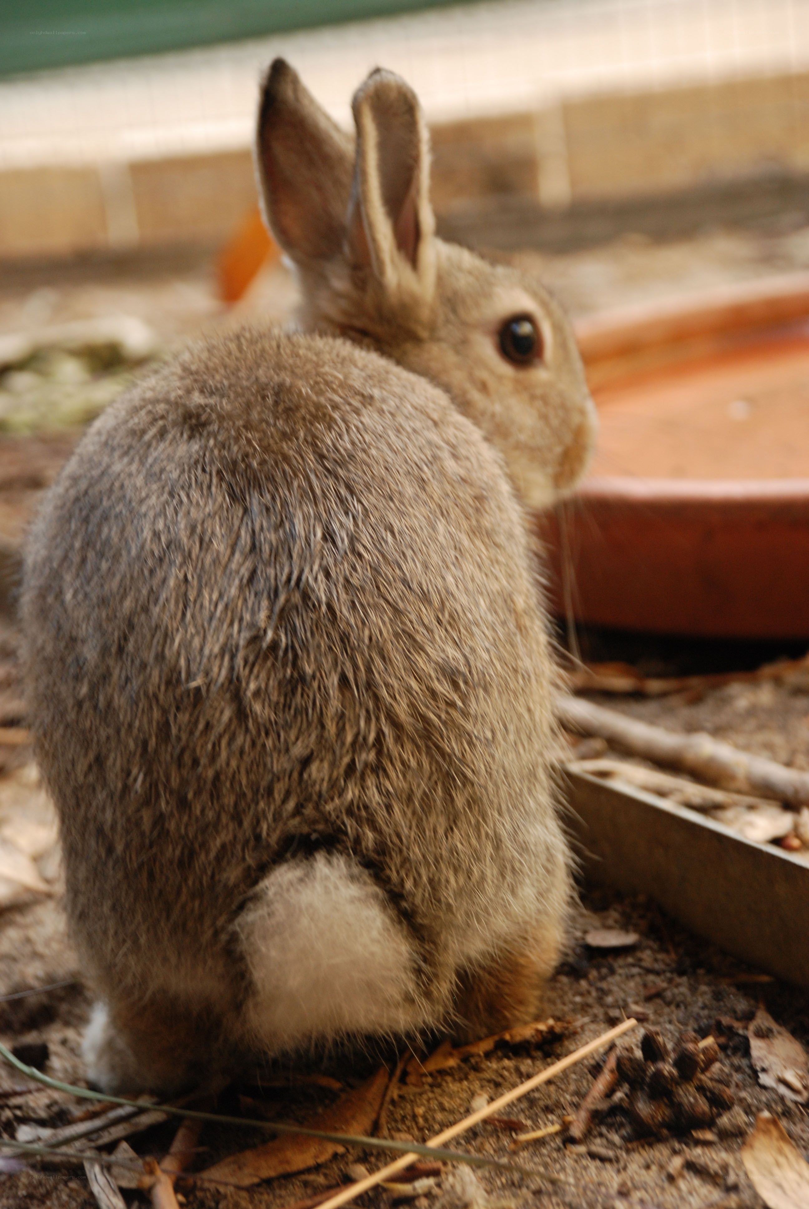 rabbit sitting on ground