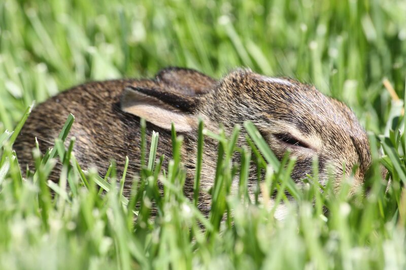 rabbit sleeping in grass
