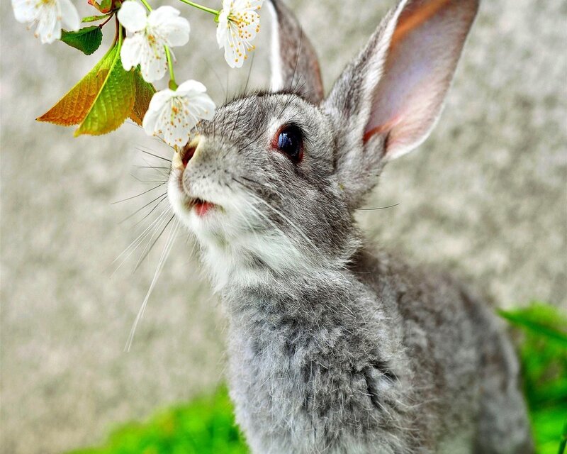 rabbit smelling cherry blossoms