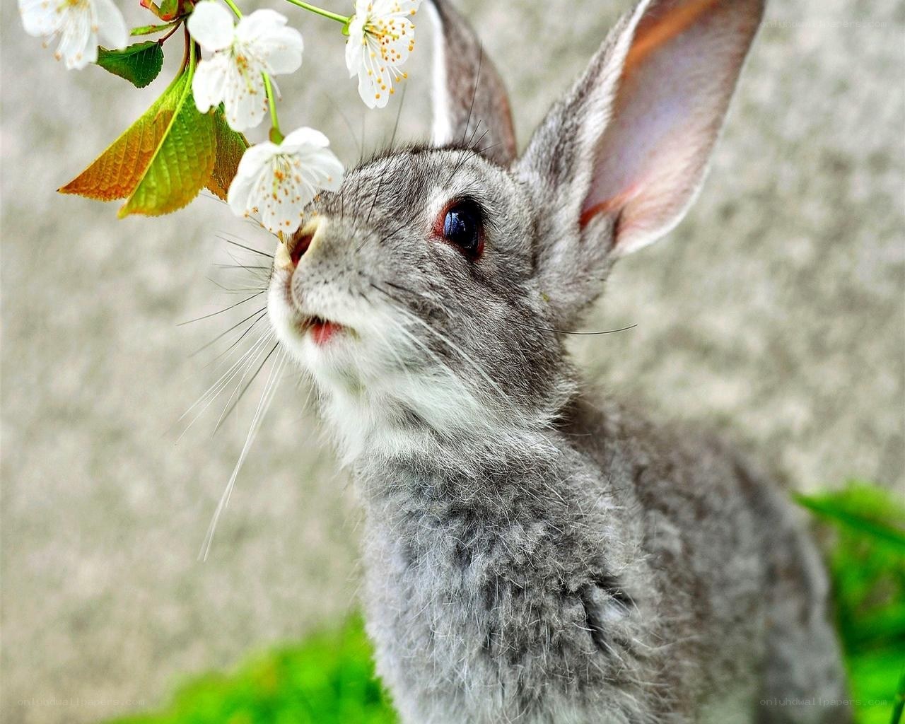 rabbit smelling cherry blossoms