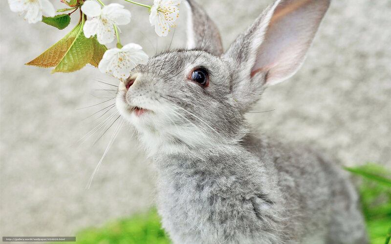 rabbit smelling cherry blossoms