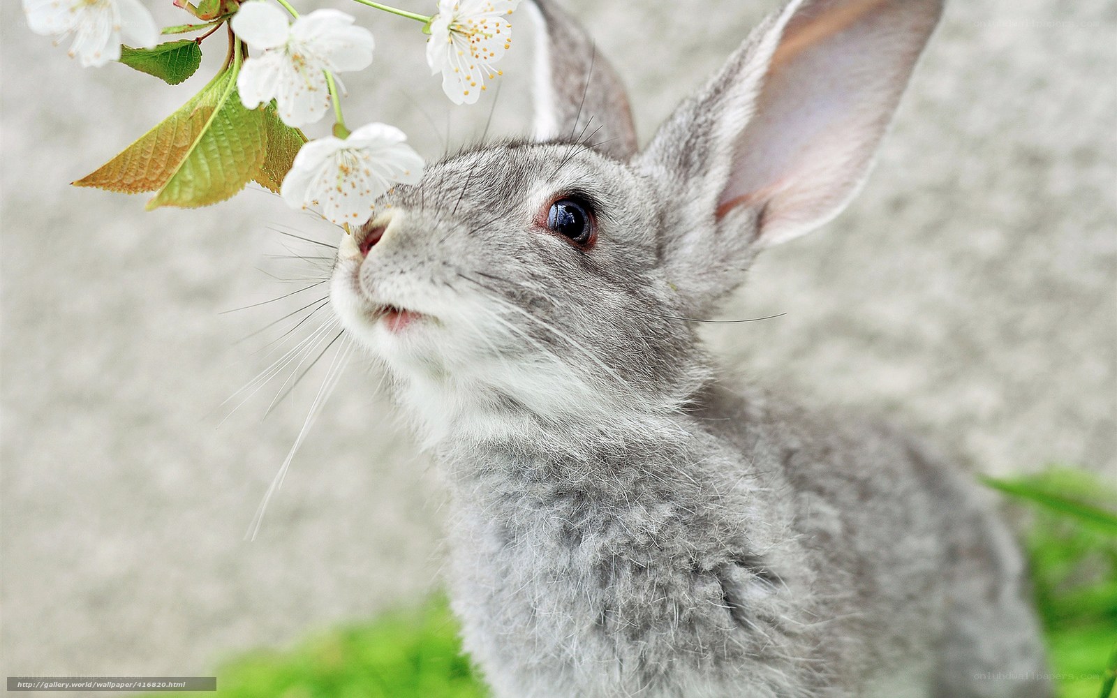 rabbit smelling cherry blossoms