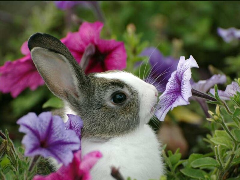 Rabbit Smelling Flowers