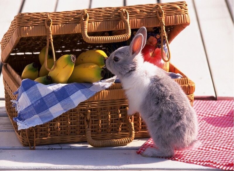 rabbit sniffing picnic basket