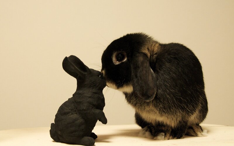 rabbit sniffs statue