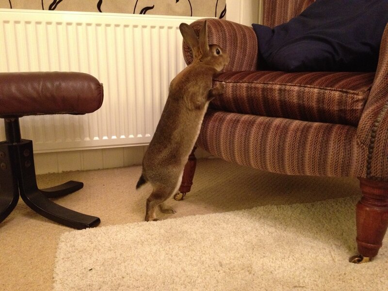 rabbit standing on hind legs