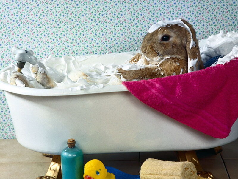 rabbit taking a bubble bath