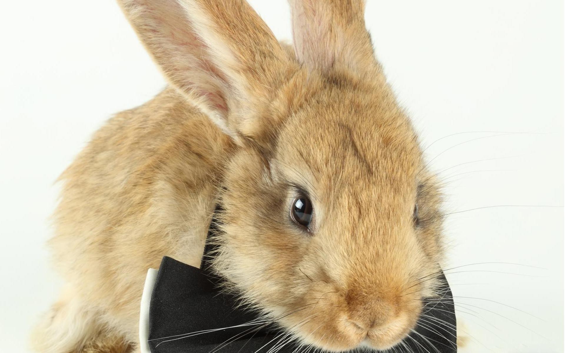 rabbit wearing bow tie