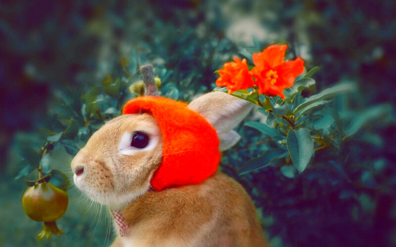 Rabbit Wearing Hat