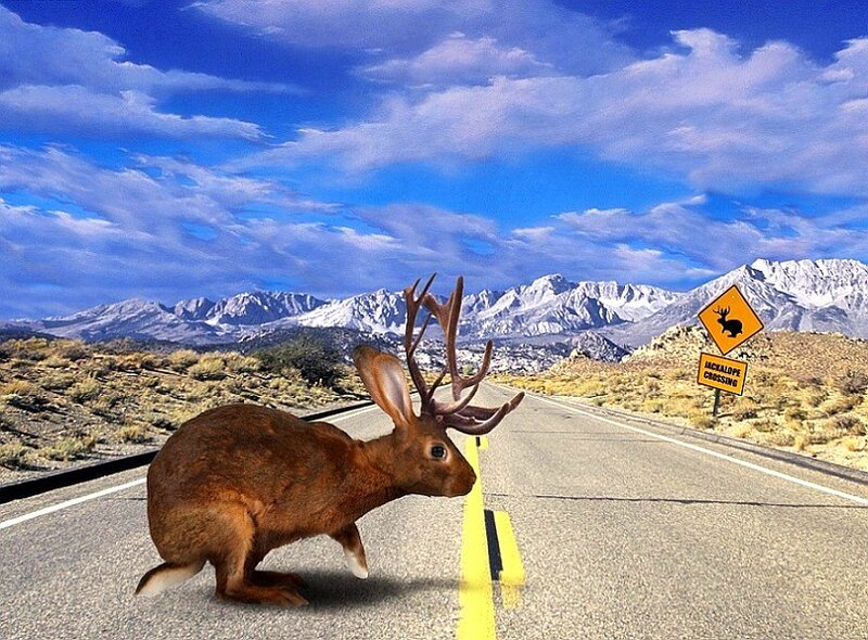 rabbit with antlers on road