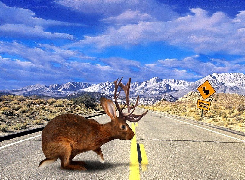 rabbit with antlers on road