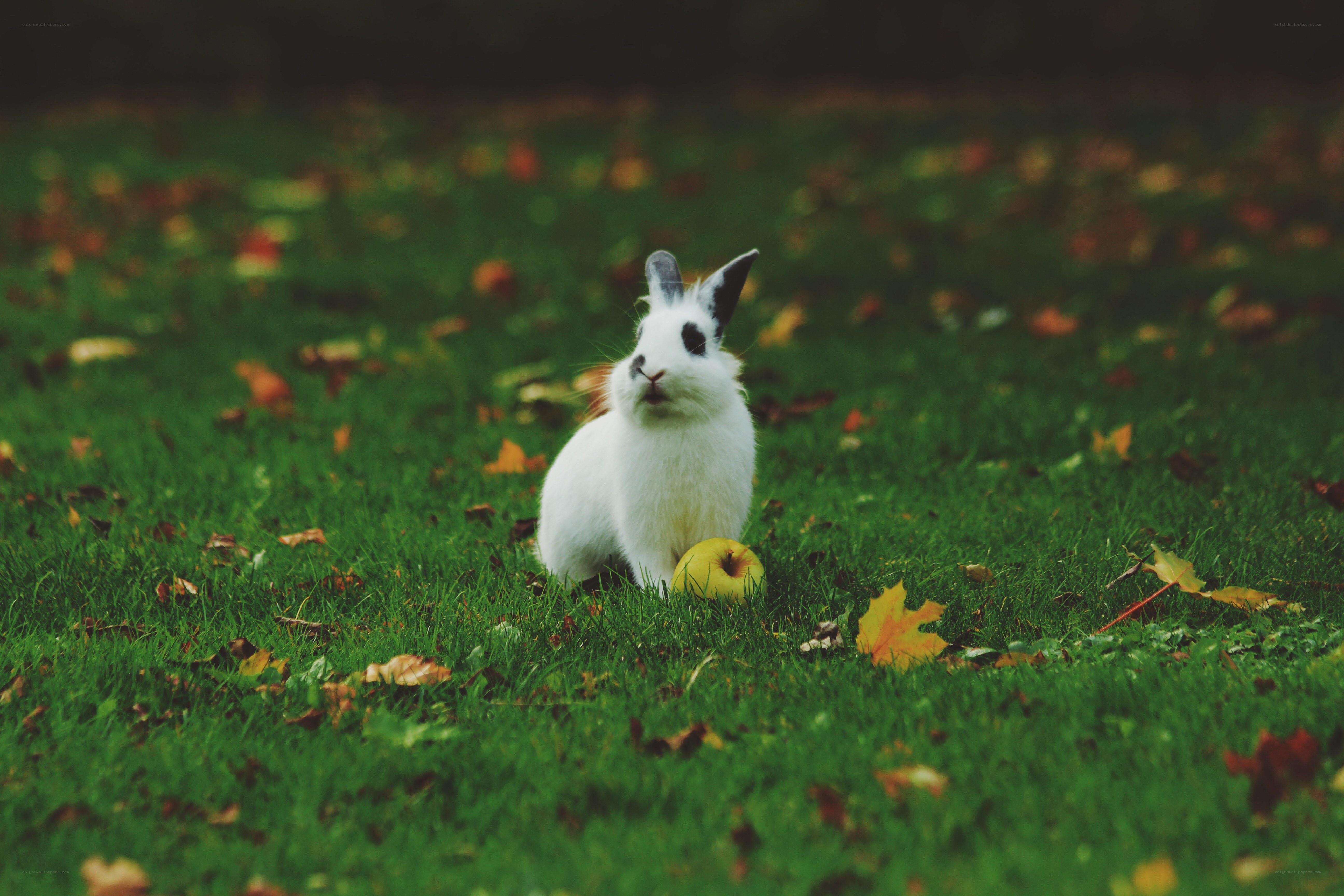 rabbit with apple in grass