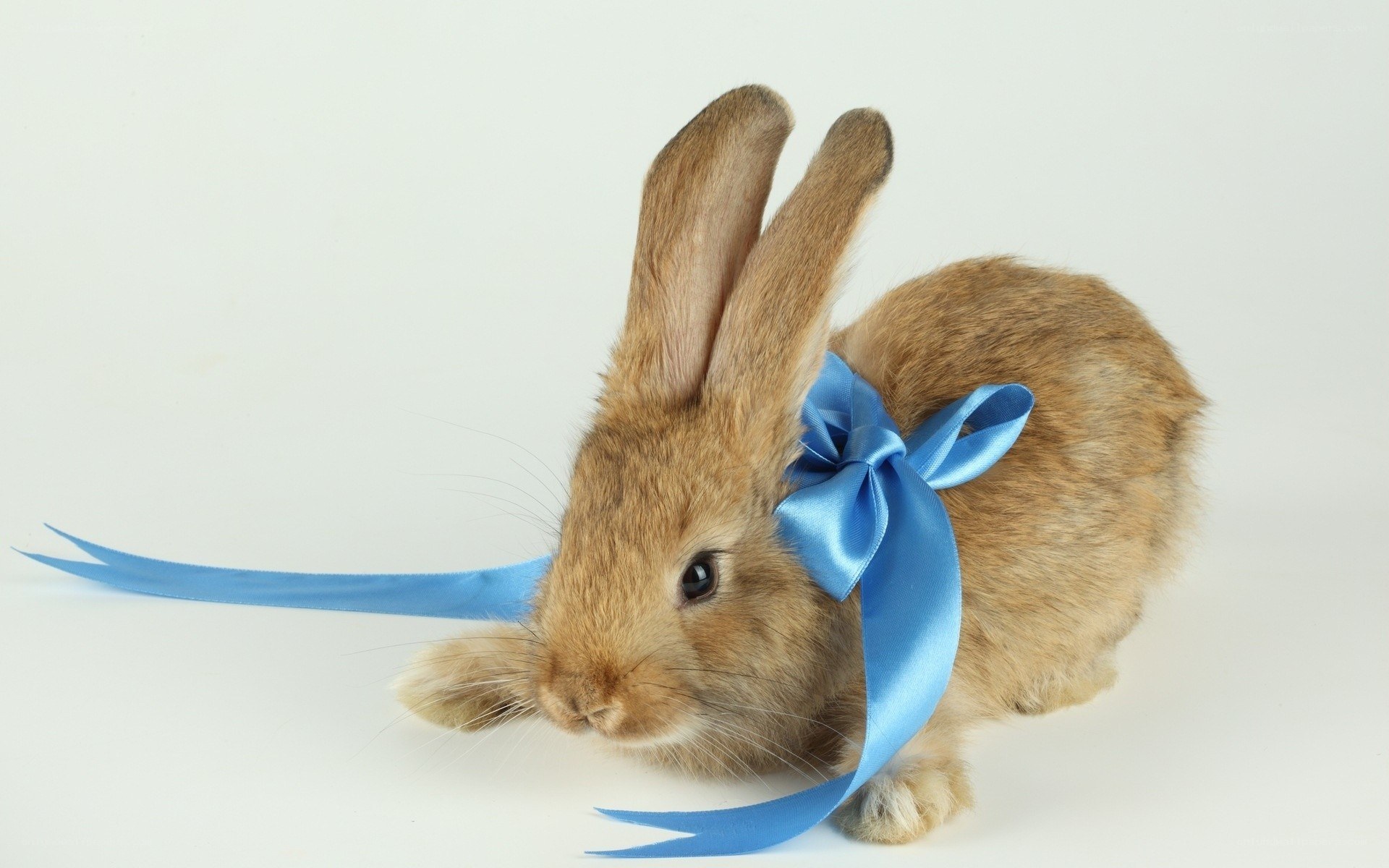 rabbit with blue bow