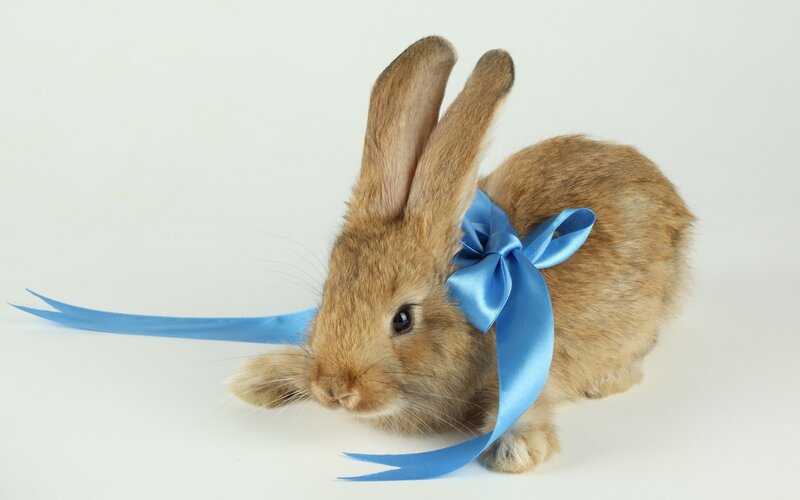rabbit with blue bow