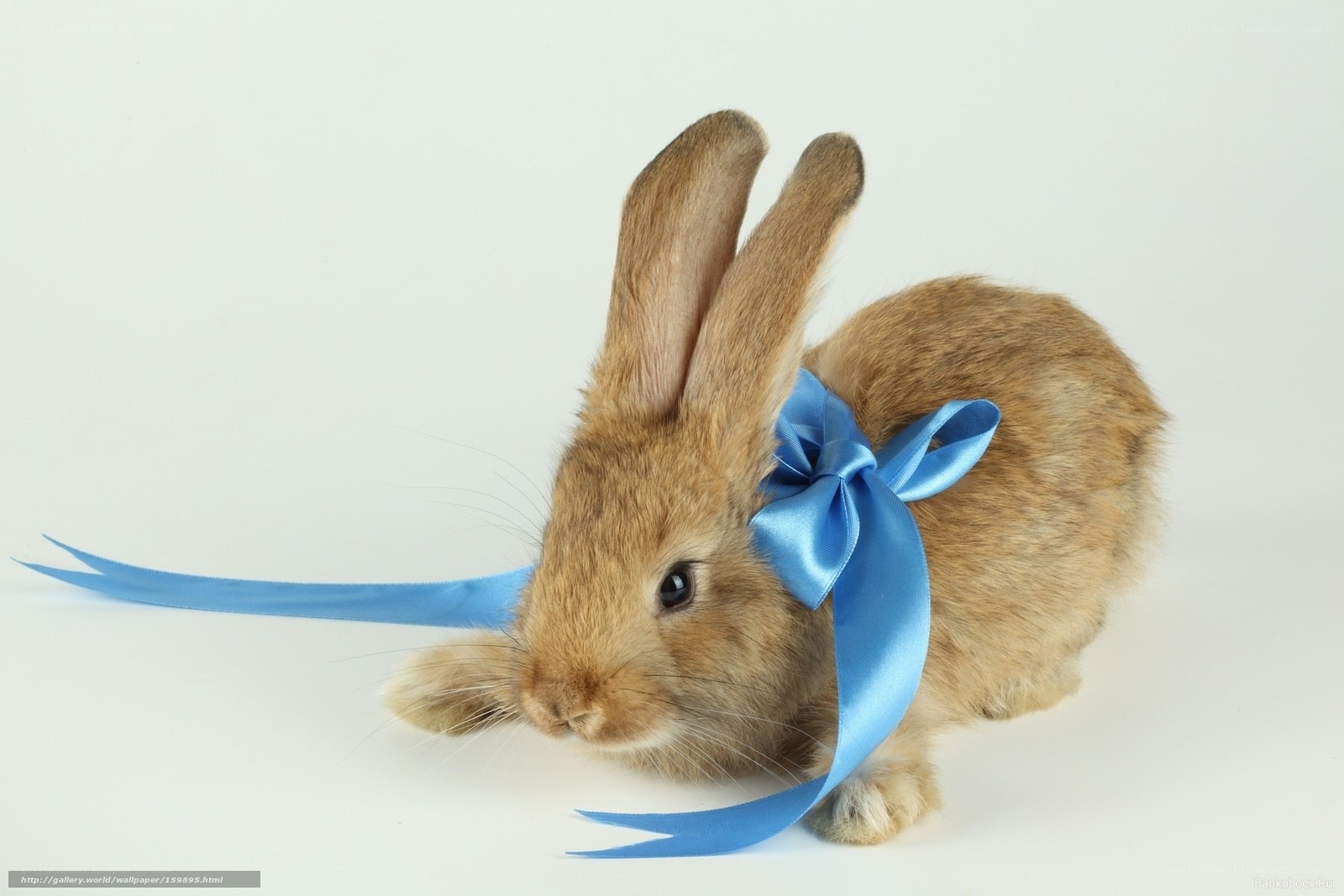 rabbit with blue bow