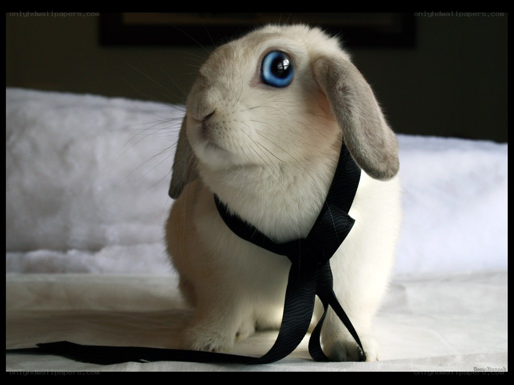 rabbit with blue eyes and tie