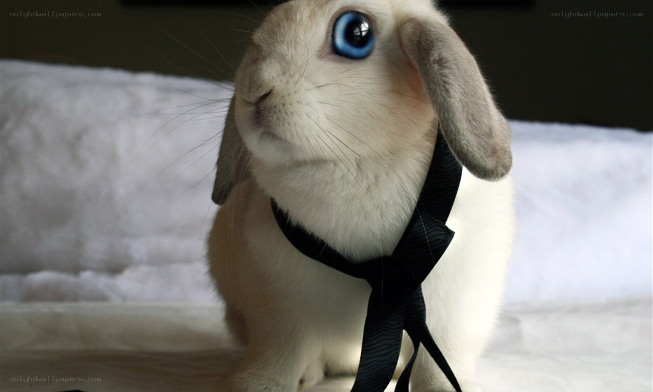 rabbit with blue eyes