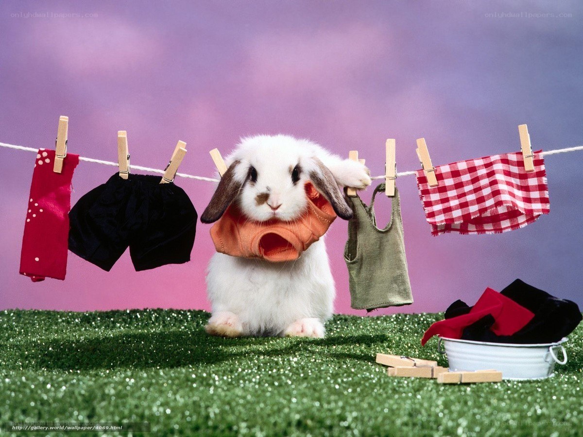 rabbit with clothesline