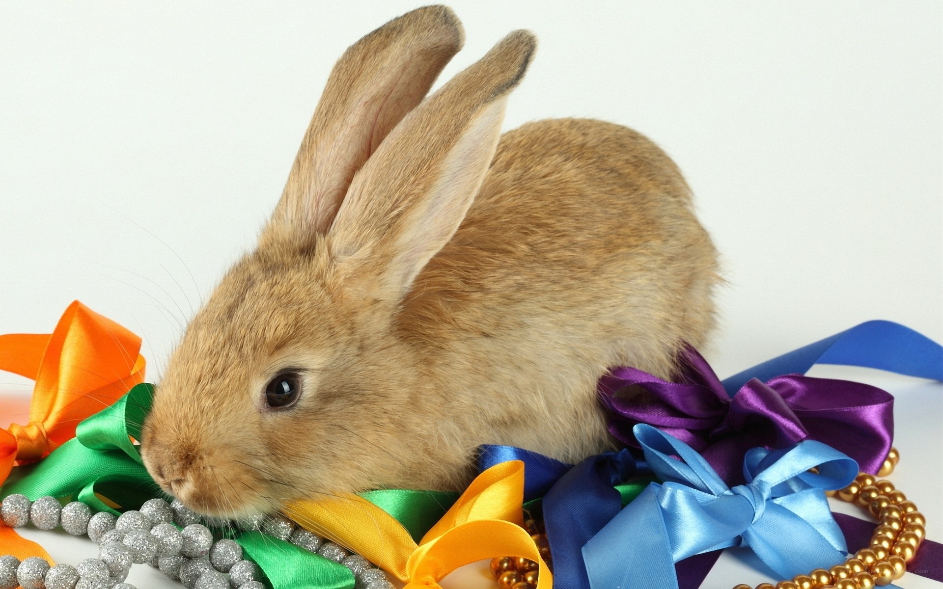 rabbit with colorful ribbons