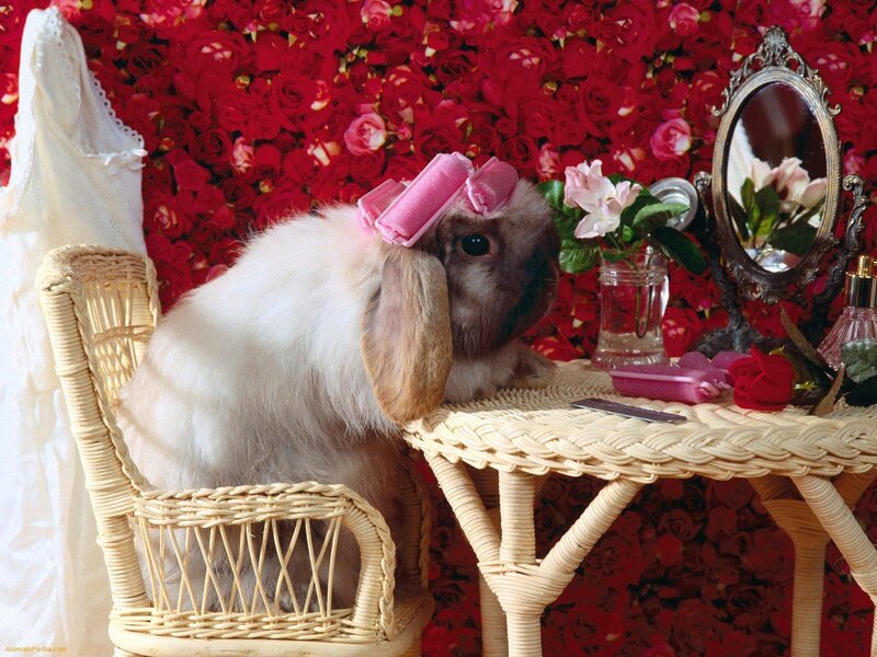 Rabbit with Curlers