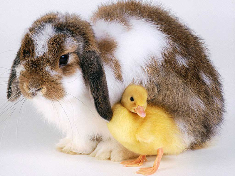 rabbit with duckling