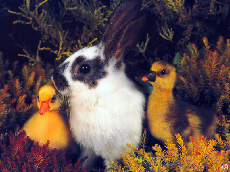 Rabbit with ducklings