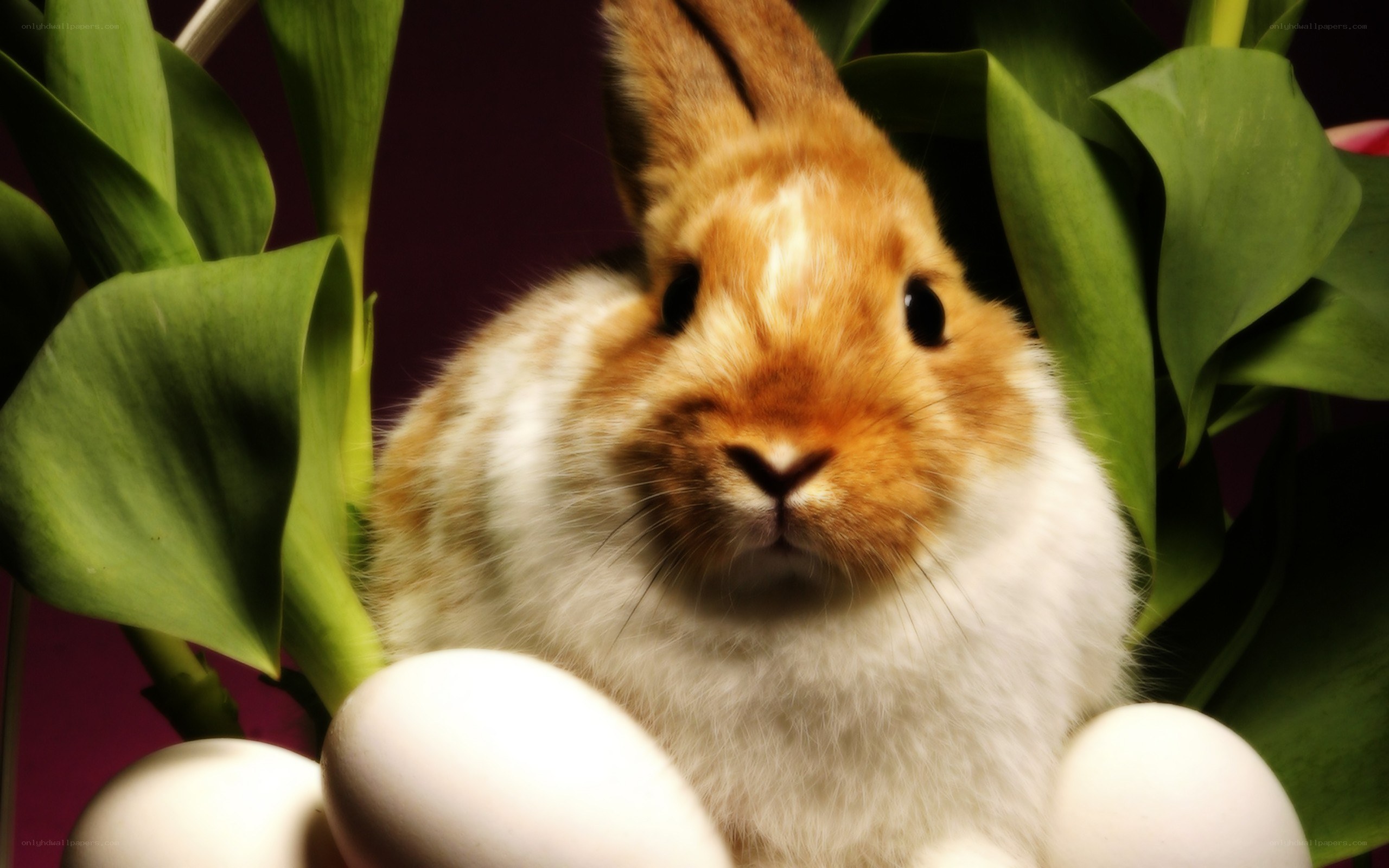 rabbit with eggs and leaves