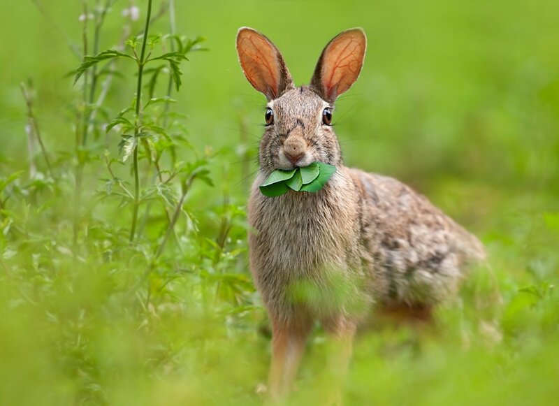 Rabbit with Leaf in Mouth