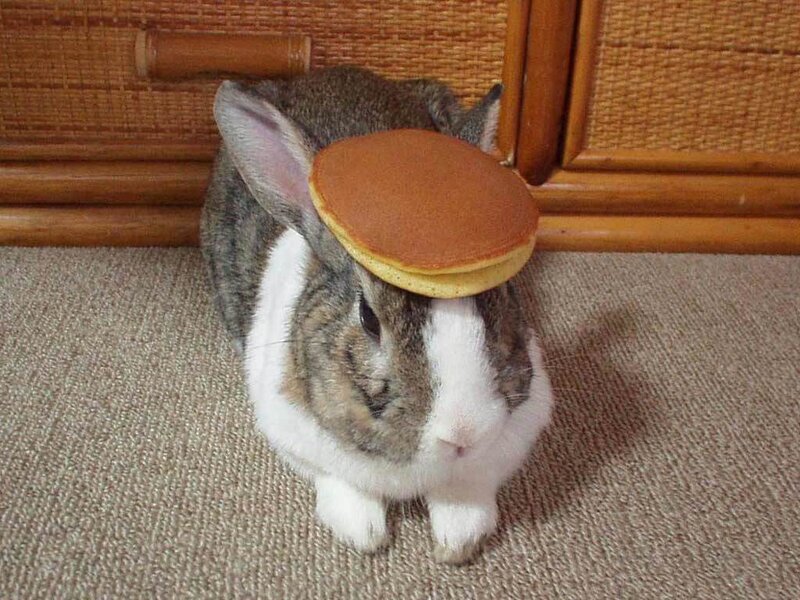 rabbit with pancake on head