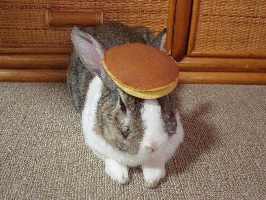 rabbit with pancake on head