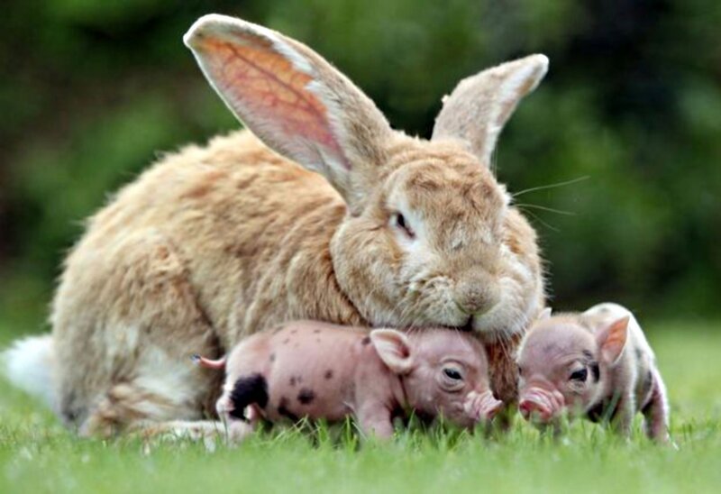 Rabbit with Piglets