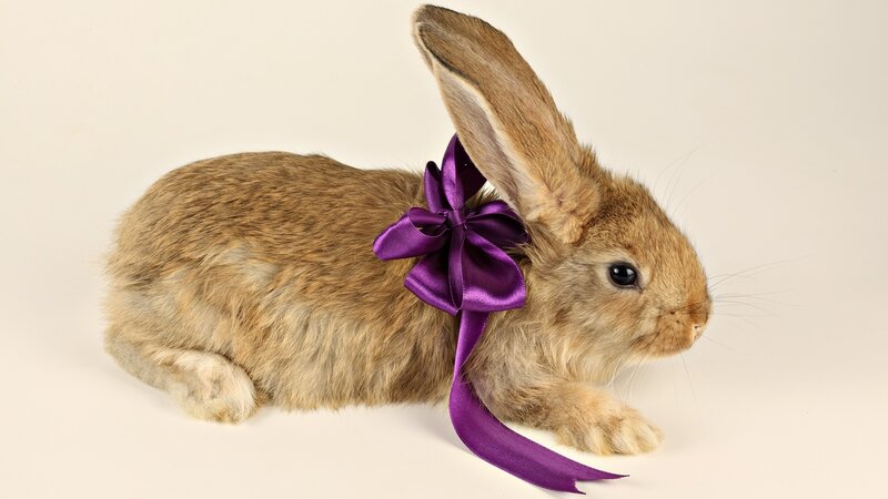 rabbit with purple bow