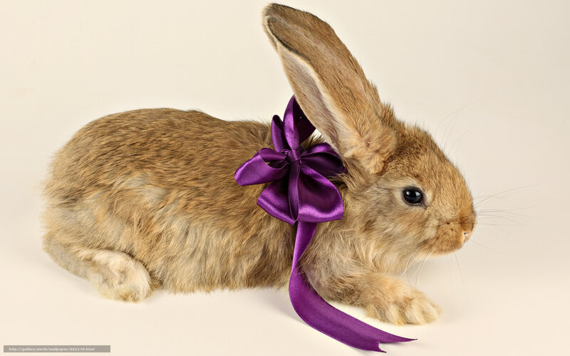 rabbit with purple bow