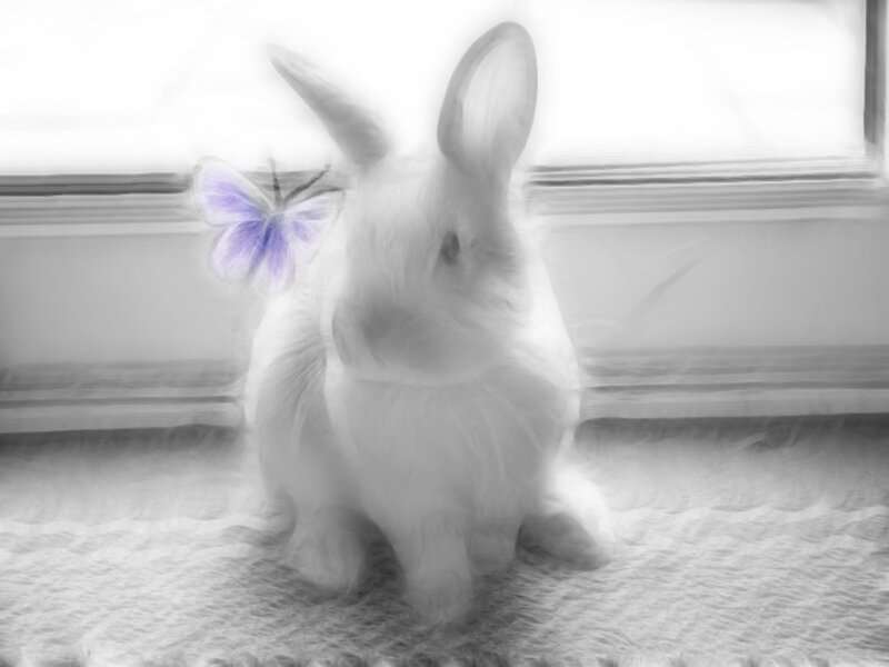 rabbit with purple butterfly