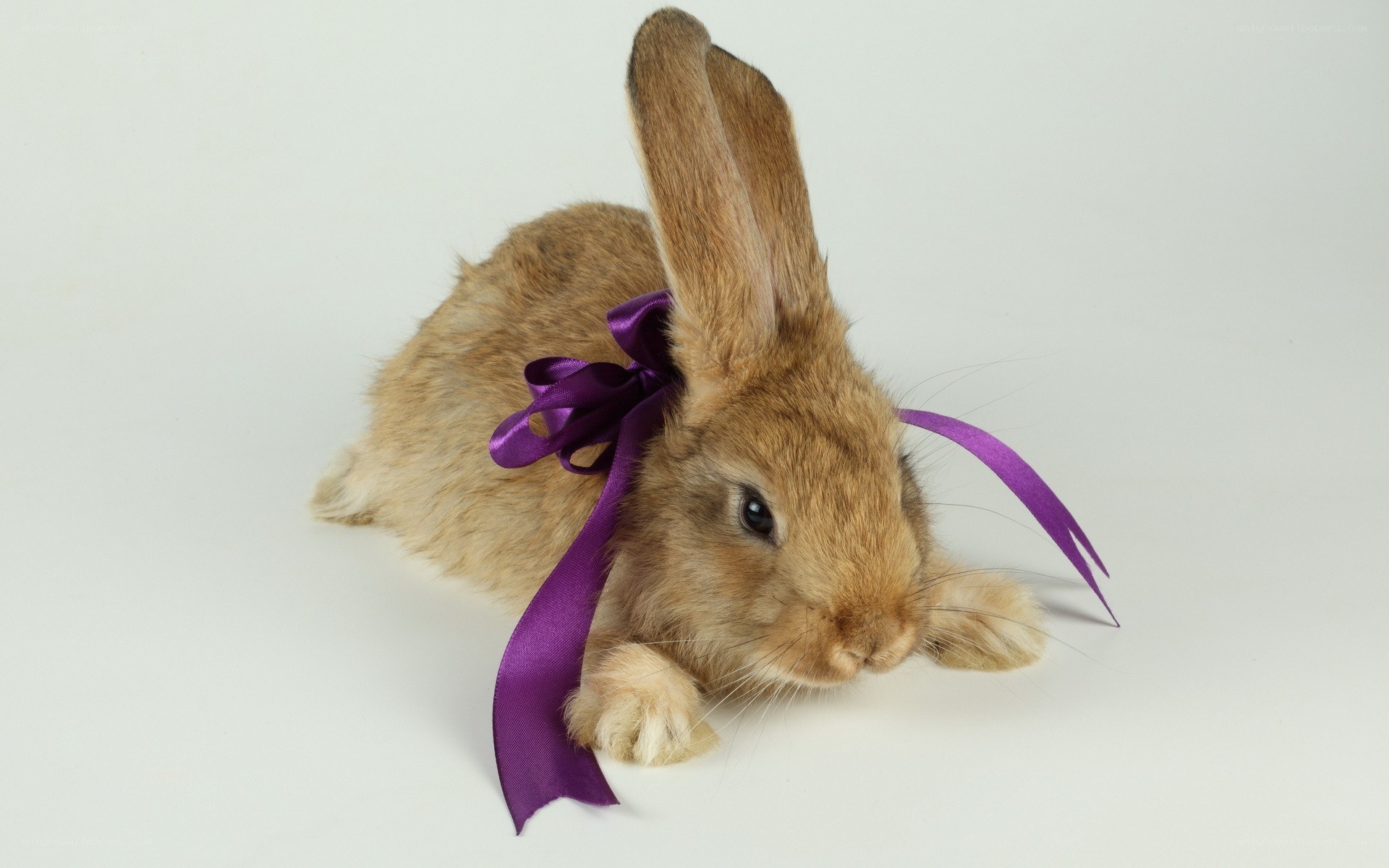 rabbit with purple ribbon