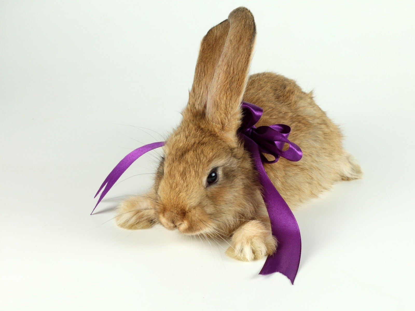 rabbit with purple ribbon