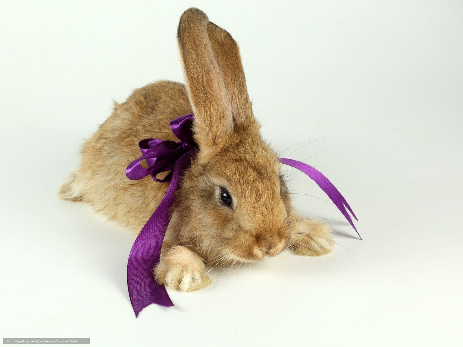 rabbit with purple ribbon