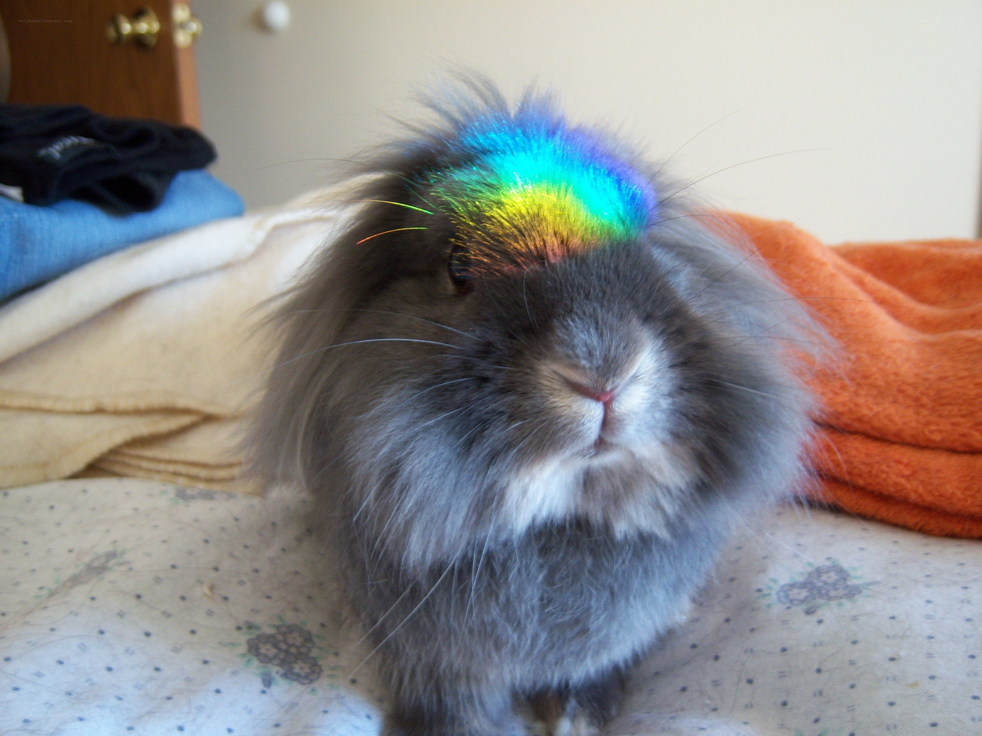 rabbit with rainbow hair
